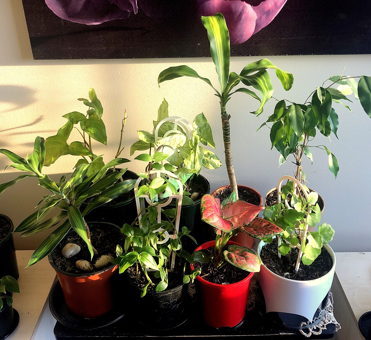Potted houseplants in sunlight beside a bedroom window.